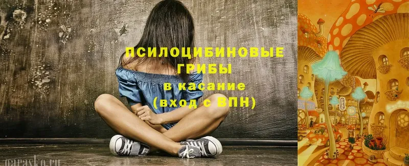 Галлюциногенные грибы Psilocybe  где продают   Владикавказ 